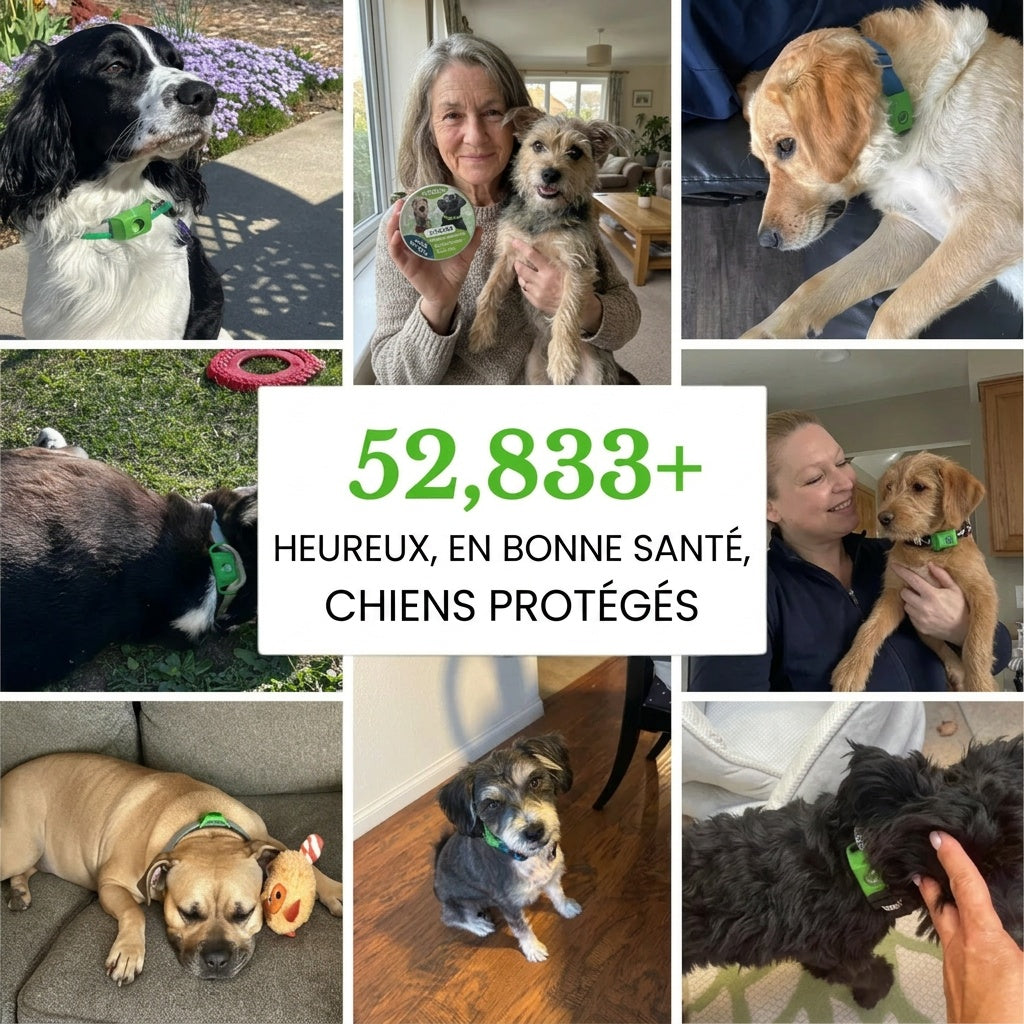 protegez votre chien naturellement contre les tiques les phlebotomes et les puces protection de 12 mois