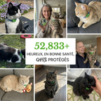 Protegez votre chat naturellement contre les tiques les phlebotomes et les puces protection de 12 mois