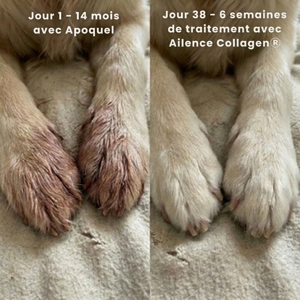 Collagène liquide Ailence® Premium
