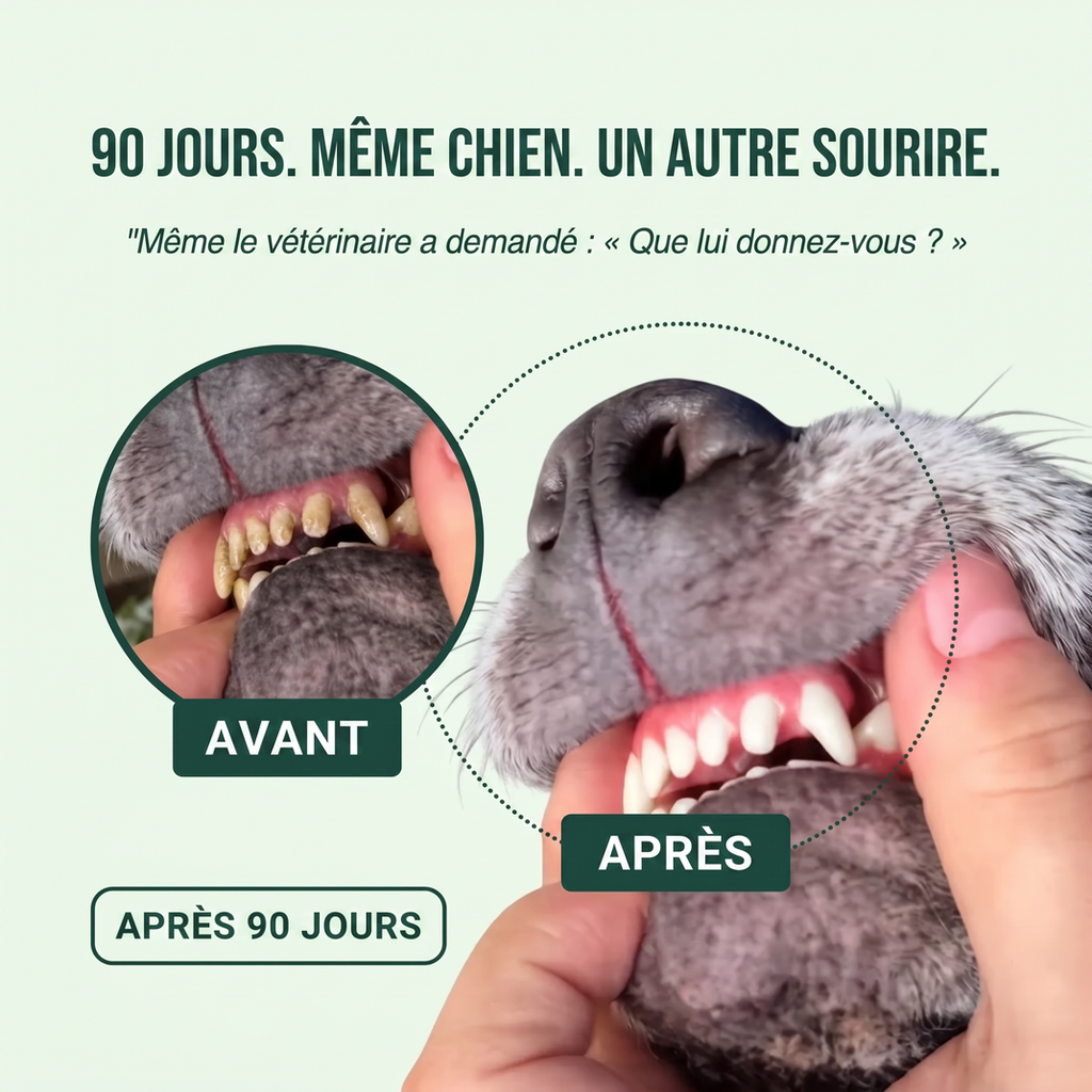 Spray Dentaire Ailence - Élimine les bactéries qui causent le tartre et la mauvaise haleine chez les chiens.