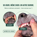 Spray Dentaire Ailence - Élimine les bactéries qui causent le tartre et la mauvaise haleine chez les chiens.