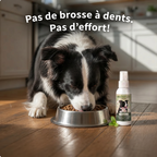 Spray Dentaire Ailence - Élimine les bactéries qui causent le tartre et la mauvaise haleine chez les chiens.