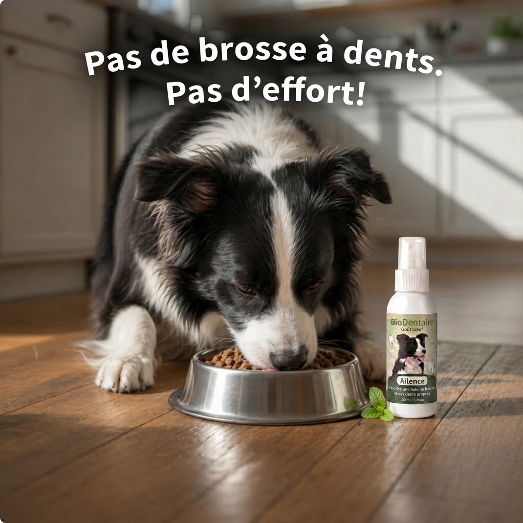 Spray Dentaire Ailence - Élimine les bactéries qui causent le tartre et la mauvaise haleine chez les chiens.