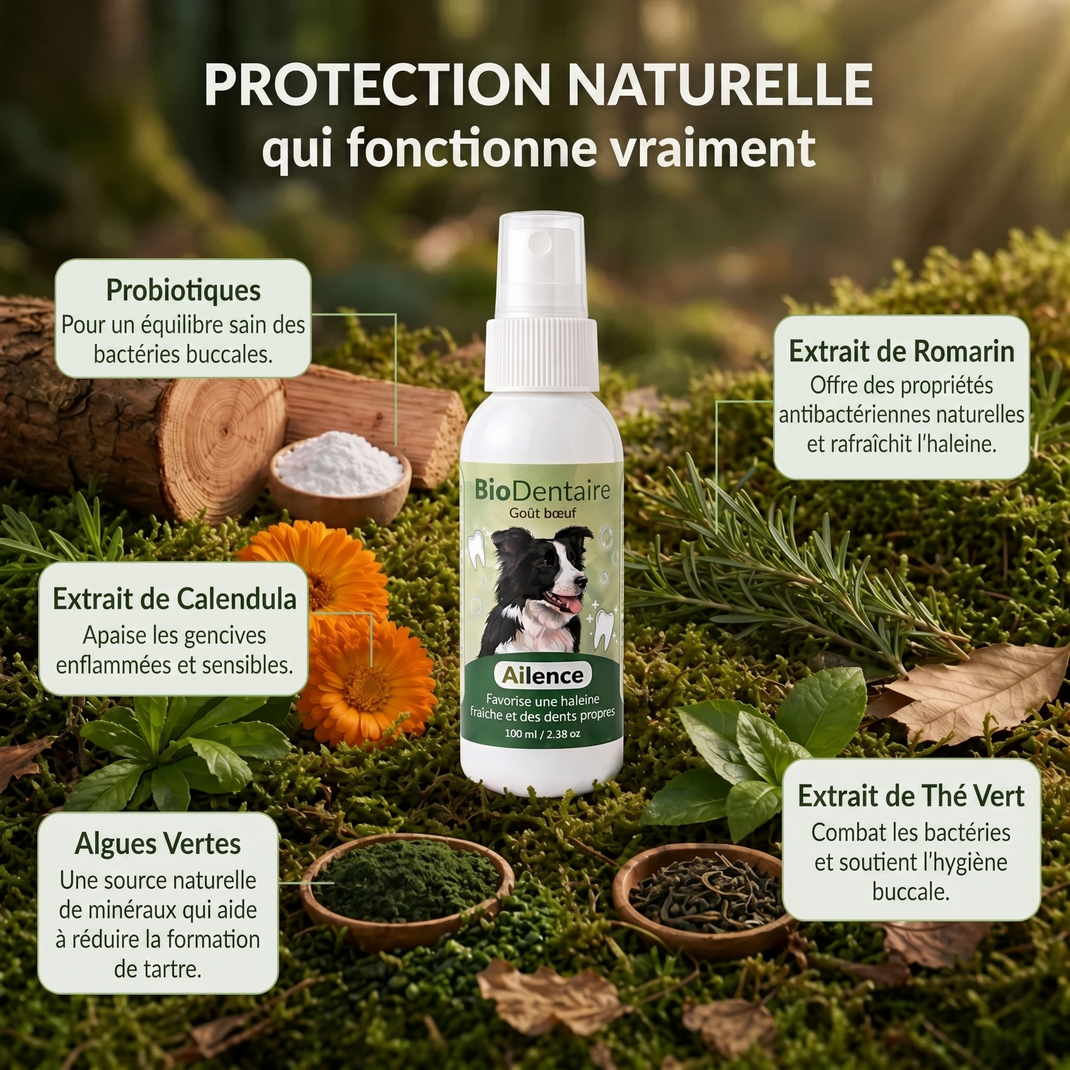 Spray Dentaire Ailence - Élimine les bactéries qui causent le tartre et la mauvaise haleine chez les chiens.