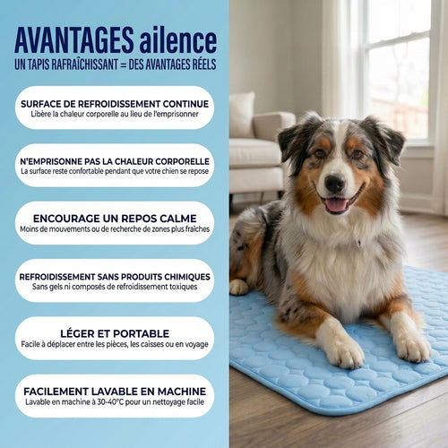 Protégez votre chien de la surchauffe et du stress thermique dangereux grâce à Ailence™